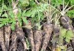 The main beneficial properties of parsnip root