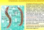 How are roundworms - nematodes arranged?