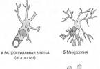 तंत्रिका ऊतक की संरचना।  न्यूरॉन्स, न्यूरोग्लिया।  न्यूरोग्लिया।  रूपात्मक विशेषताएं।  न्यूरोग्लिया का वर्गीकरण।  एस्ट्रोग्लिया और एपेंडिमल ग्लिया।  संरचना।  स्थानीयकरण।  कार्य neuroglial कोशिकाओं के विकास का स्रोत