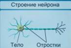 Чувствительный или сенсорный нейрон