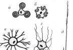 Glija.  Vrste glije.  Funkcije in lastnosti glialnih celic.  Nevroglija.  Morfofunkcionalne značilnosti.  Razvrstitev nevroglije.  Astroglia in ependimalna glija.  Struktura.  Lokalizacija.  Funkcije Nevroglija in njene funkcije