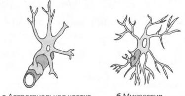 तंत्रिका ऊतक की संरचना.  न्यूरॉन्स, न्यूरोग्लिया।  न्यूरोग्लिया।  रूपात्मक विशेषताएं.  न्यूरोग्लिया का वर्गीकरण.  एस्ट्रोग्लिया और एपेंडिमल ग्लिया।  संरचना।  स्थानीयकरण.  कार्य न्यूरोग्लिअल कोशिकाओं के विकास का स्रोत