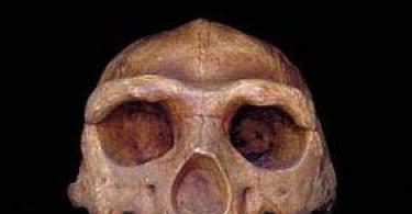 A Sinanthropus az emberi világ képviselője